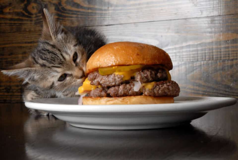 Глупый хозяин. Кот гамбургер. Кот бутерброд. Кот ест чизбургер. Коты и еда.